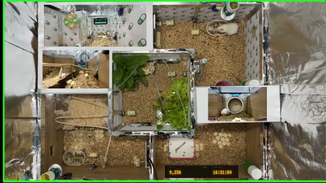 Ratcade
