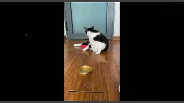 CHI - The Brave Cat