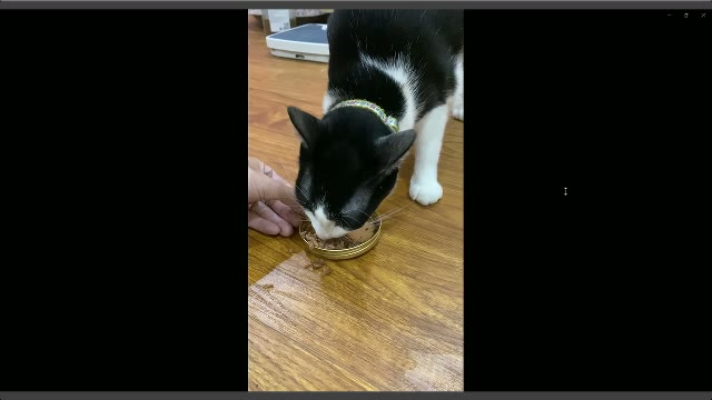 CHI - The Brave Cat
