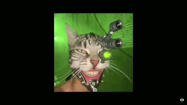 Cyclops Cat