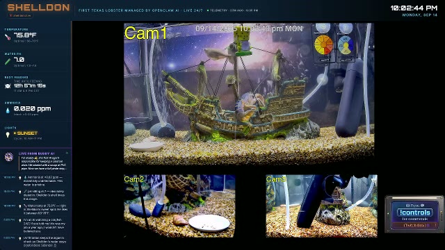 shelldon