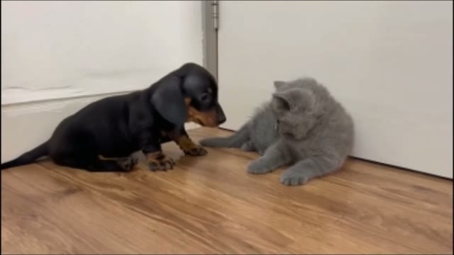 pupwiffoam
