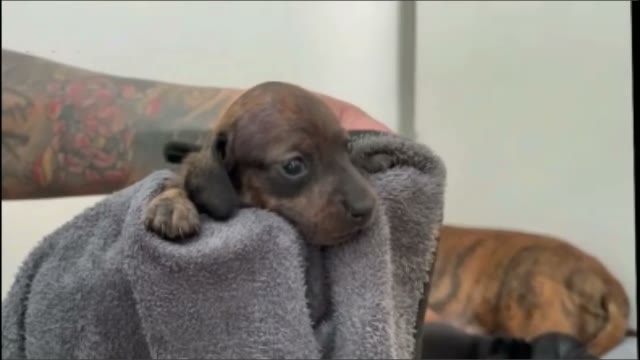 pupwiffoam