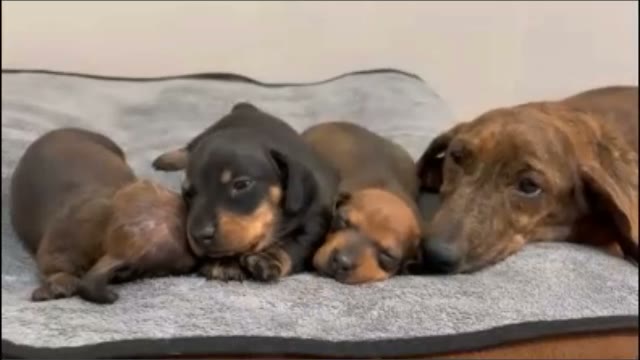 pupwiffoam
