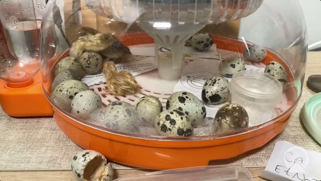 Live egg hatchening