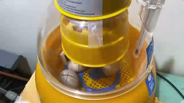 DUCKSLIVE