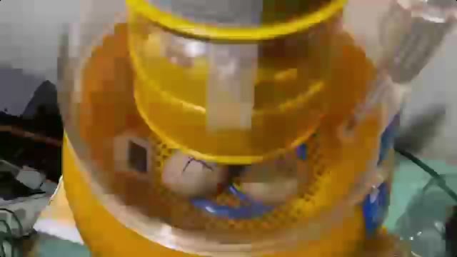 DUCKSLIVE