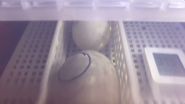 DUCKSLIVE